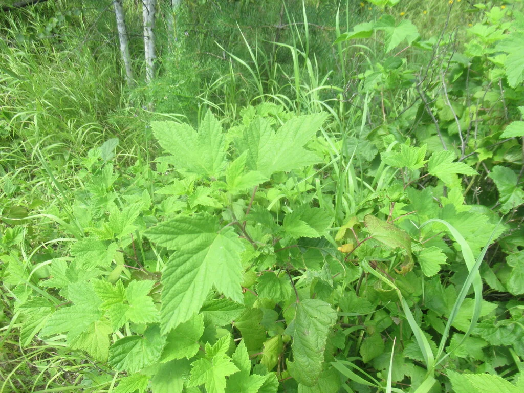 Ribes Nigrum
