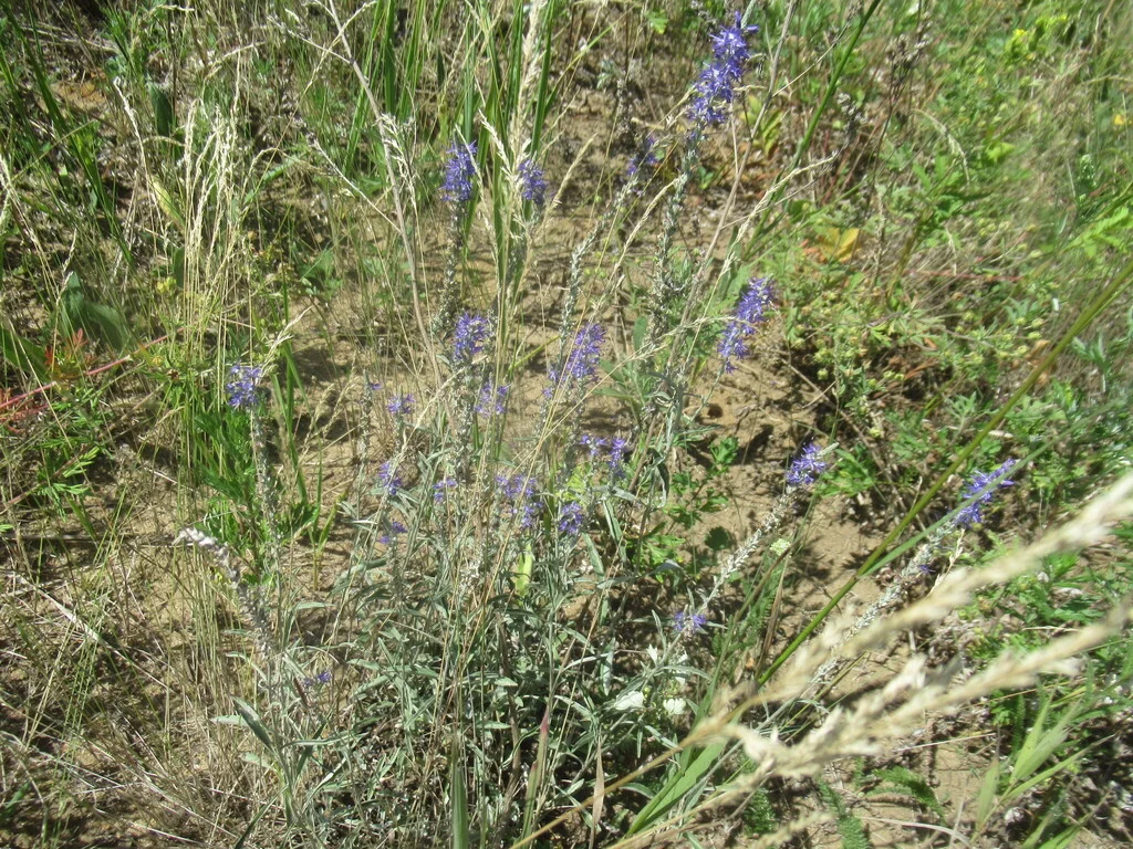 Veronica Spicata Incana
