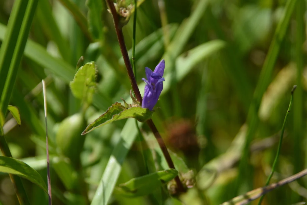 Campanula glomerata
