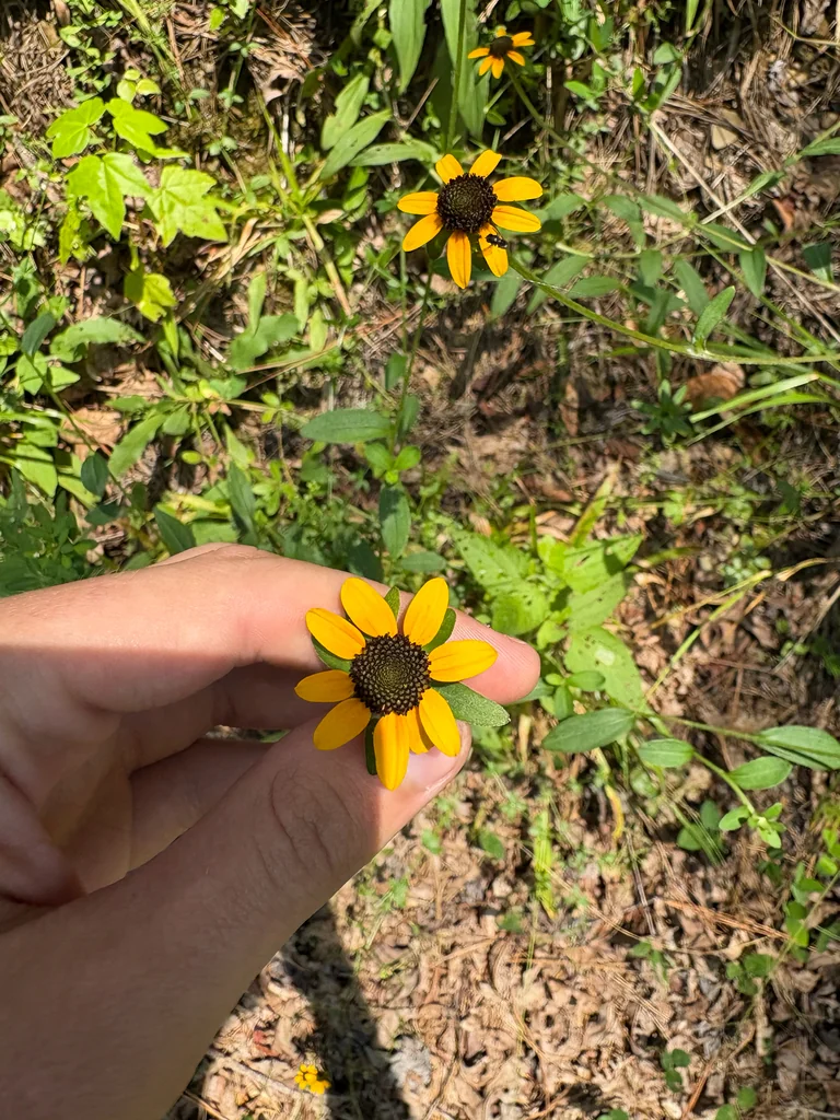 Rudbeckia Fulgida