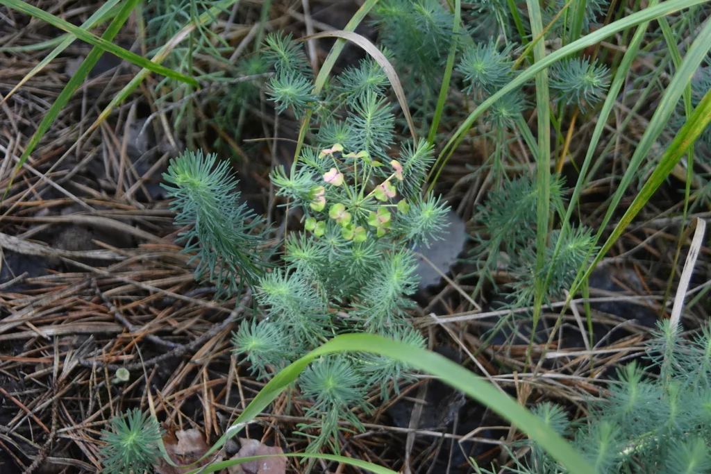 Euphorbia Cyparissias