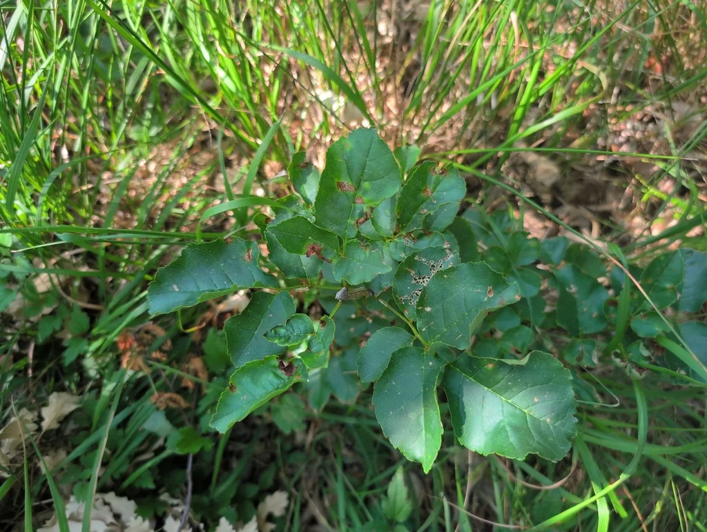 Fraxinus Ornus