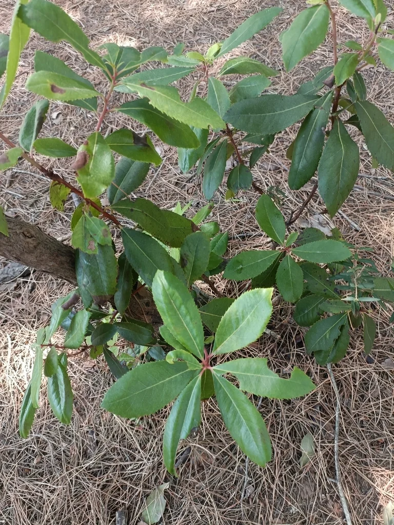 Arbutus Unedo