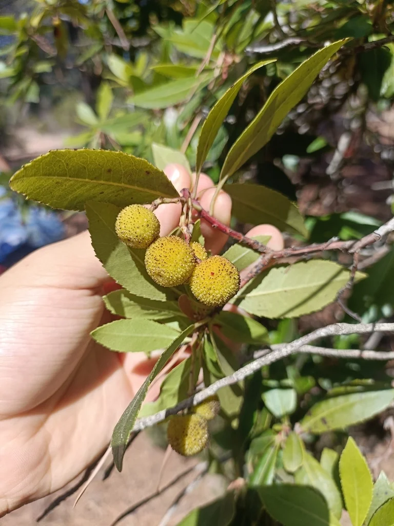 Arbutus Unedo