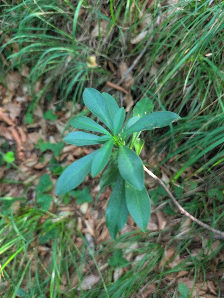 Daphne Laureola