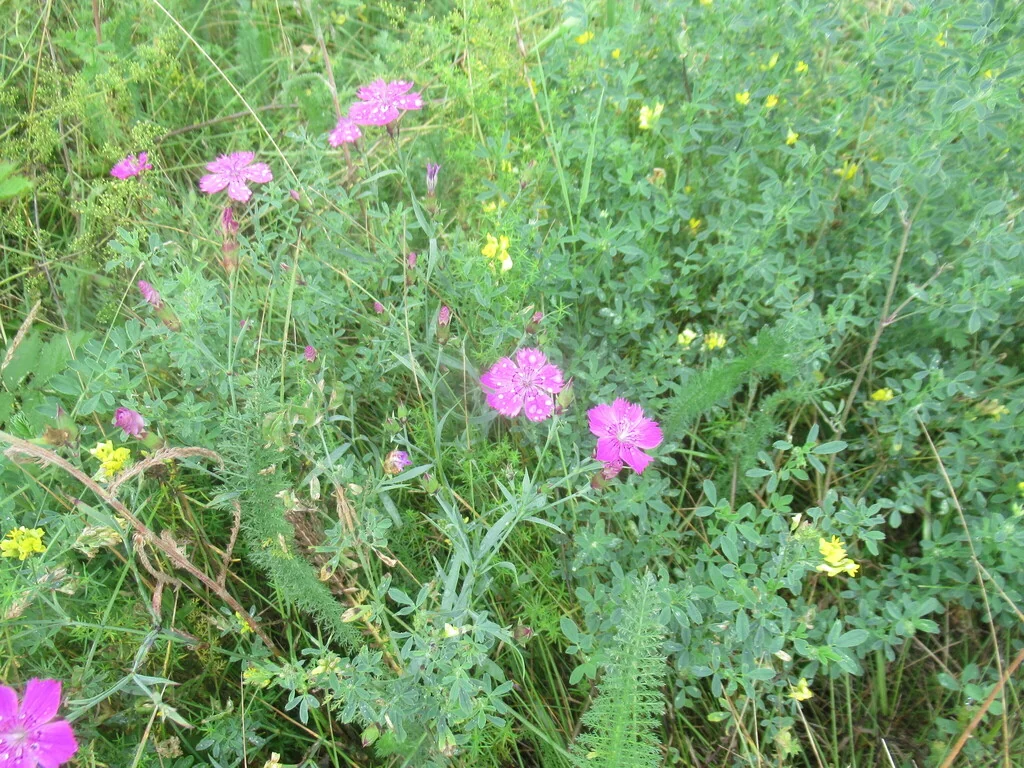 Dianthus Chinensis