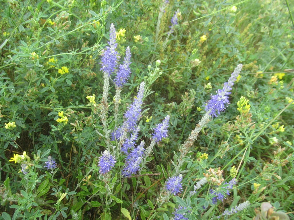 Veronica Spicata Incana