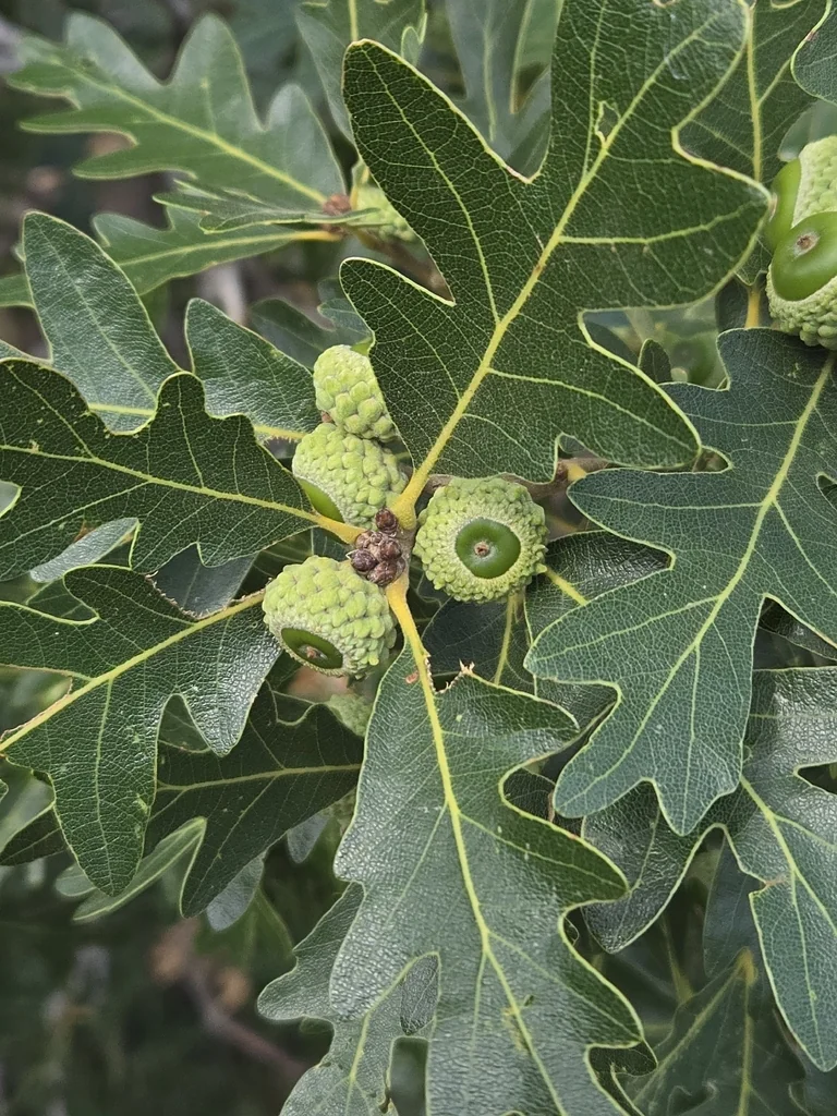 Quercus Gambelii