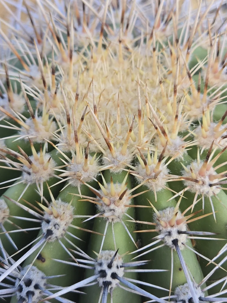 Carnegiea Gigantea