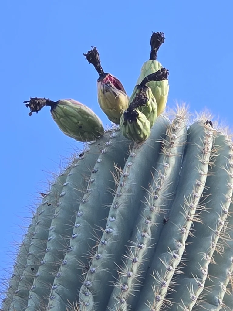 Carnegiea Gigantea