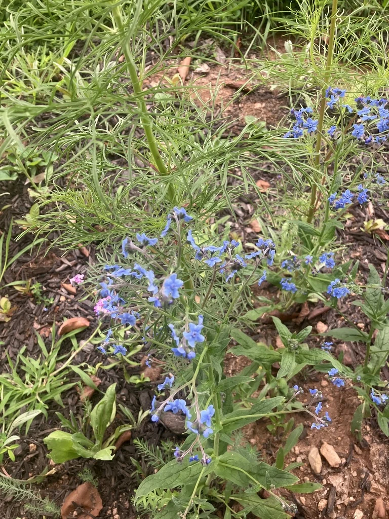 Cynoglossum Amabile