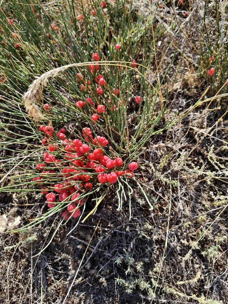 Ephedra Distachya