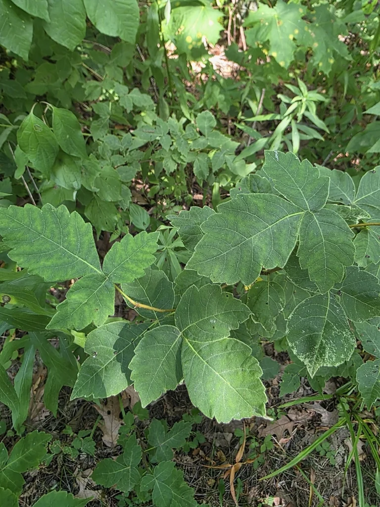 Rhus Aromatica