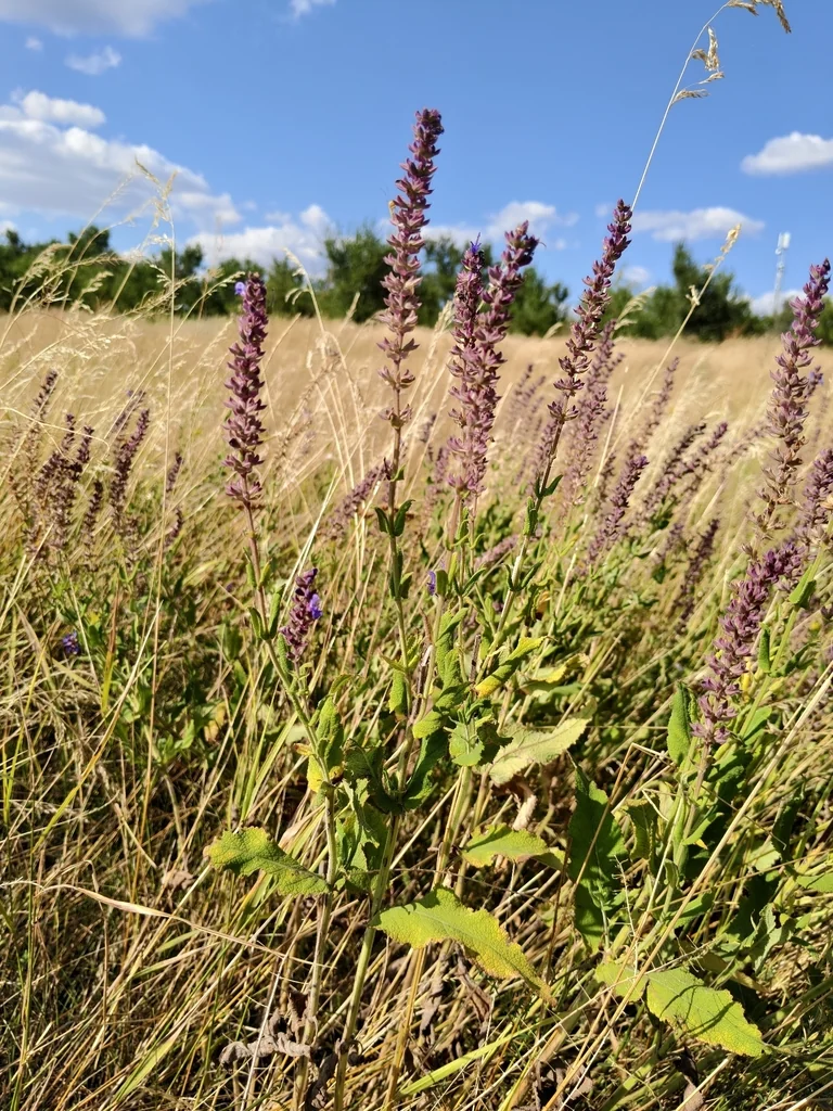 Salvia nemorosa
