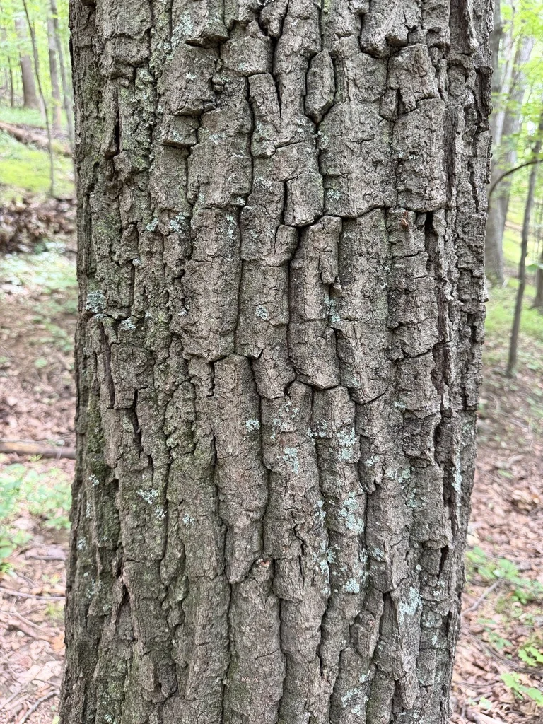 Quercus Montana
