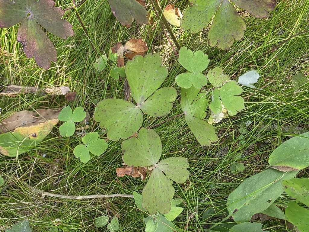 Aquilegia Canadensis