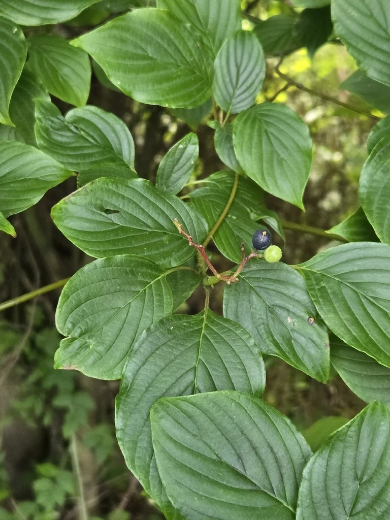 Cornus Alternifolia