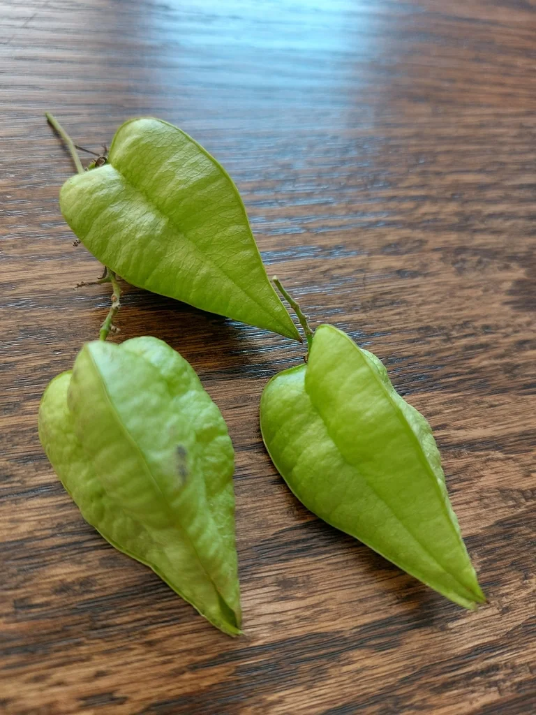 Koelreuteria Paniculata
