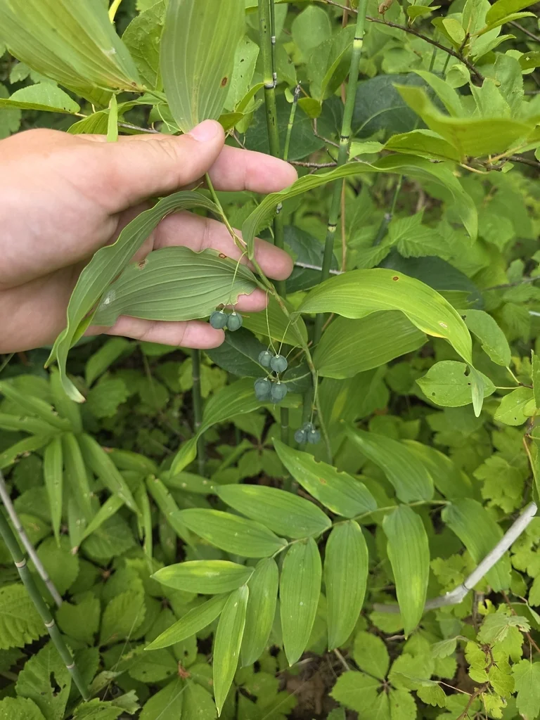 Polygonatum Biflorum