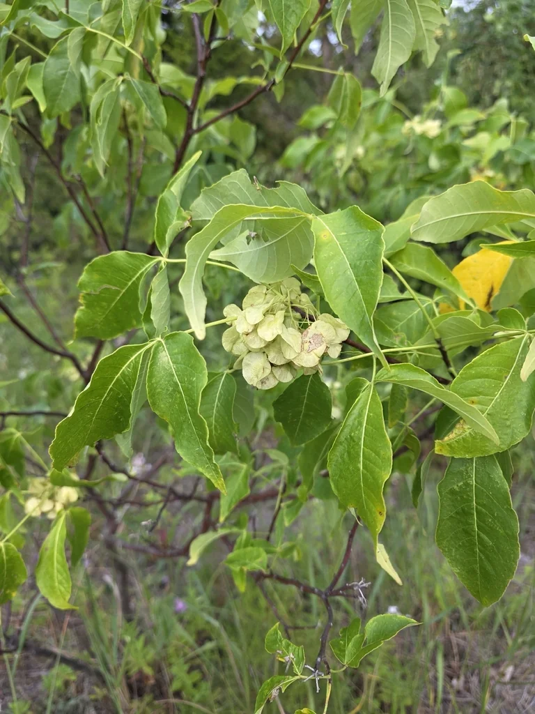 Ptelea Trifoliata