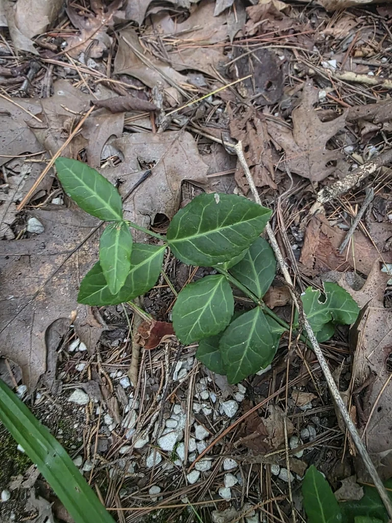 Euonymus fortunei