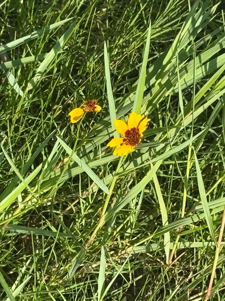 Coreopsis Tinctoria