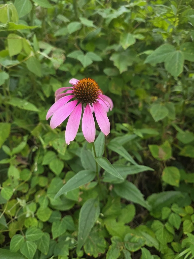 Echinacea Purpurea