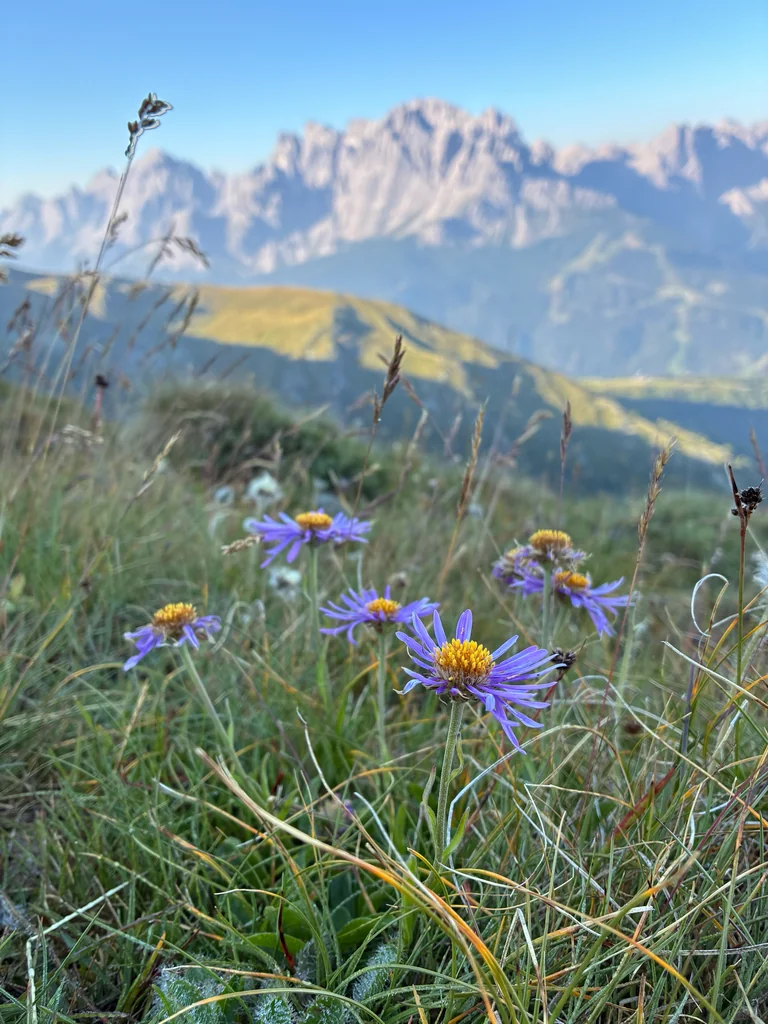Aster alpinus