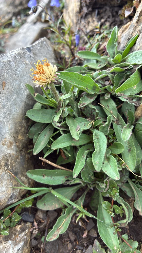 Aster alpinus