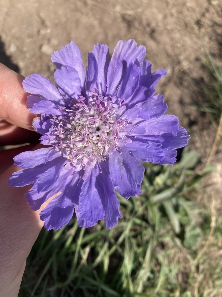 Scabiosa Caucasica