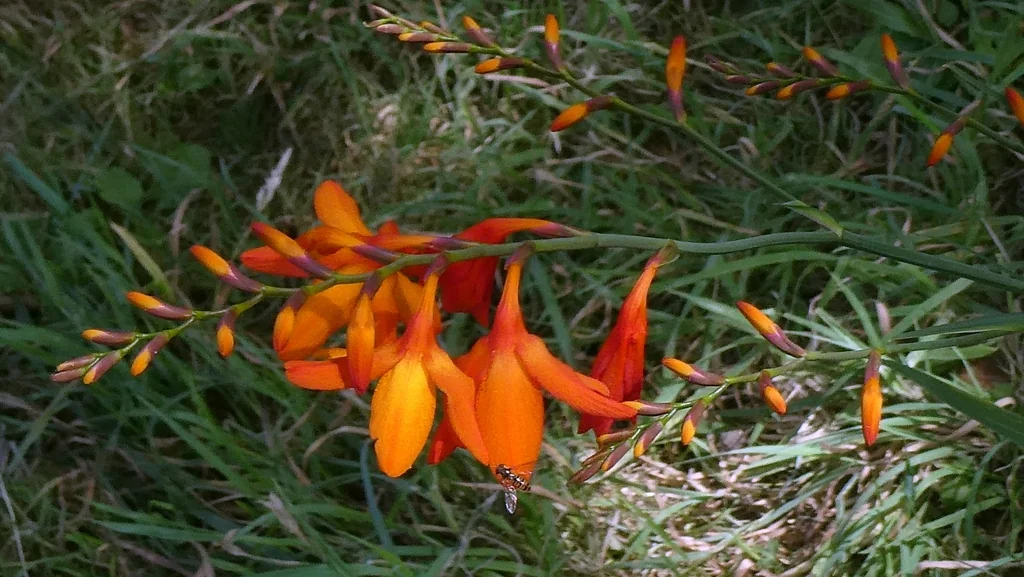 Crocosmia X Crocosmiiflora