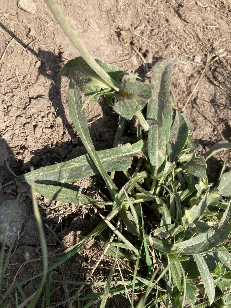 Scabiosa Caucasica