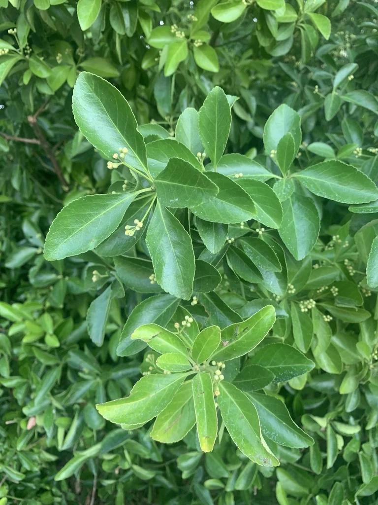 Euonymus Japonicus