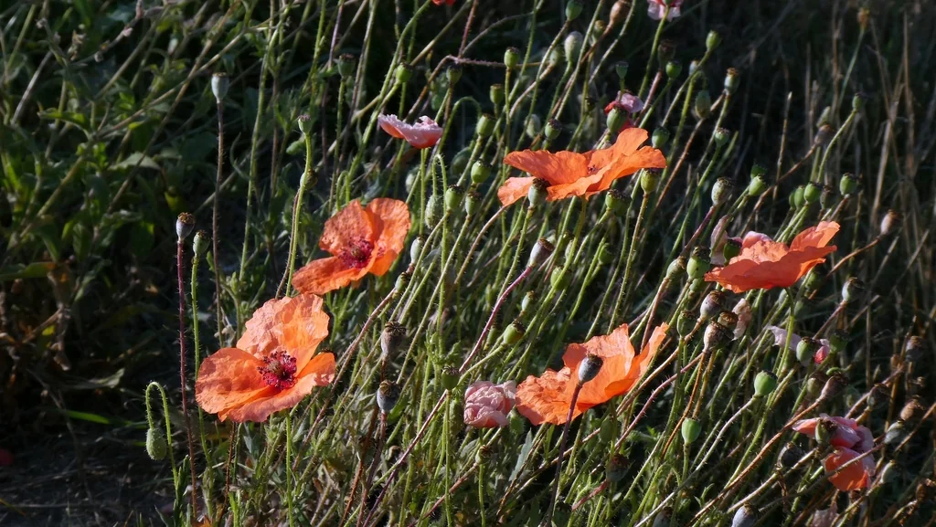 Papaver Rhoeas