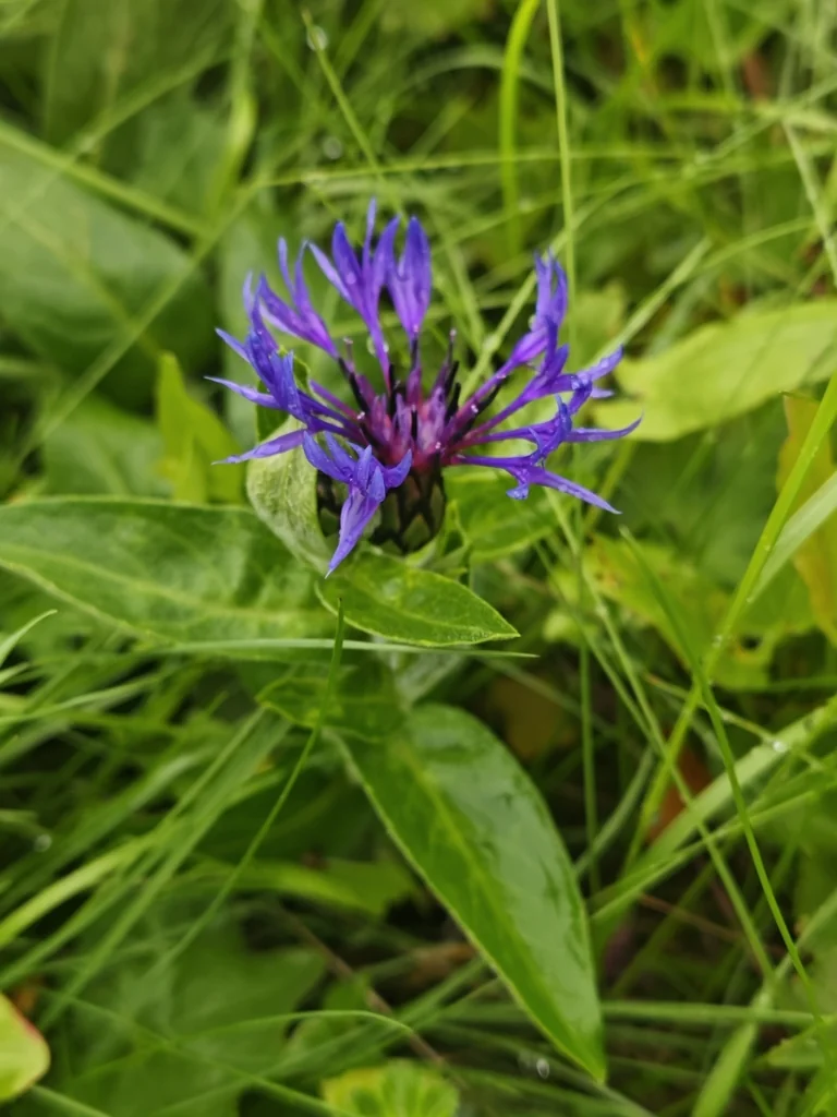 Centaurea Montana