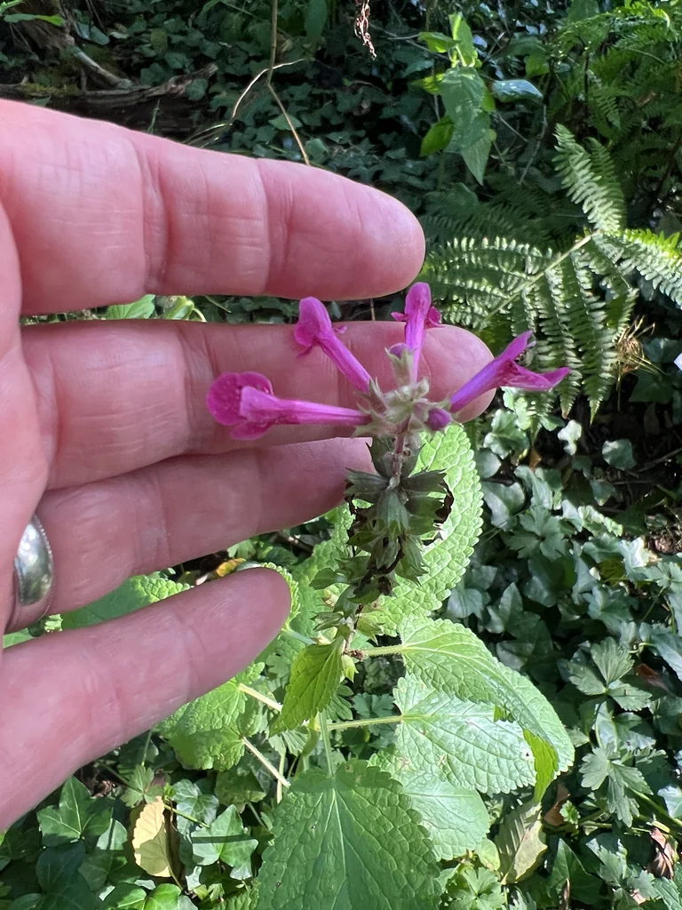 Stachys chamissonis