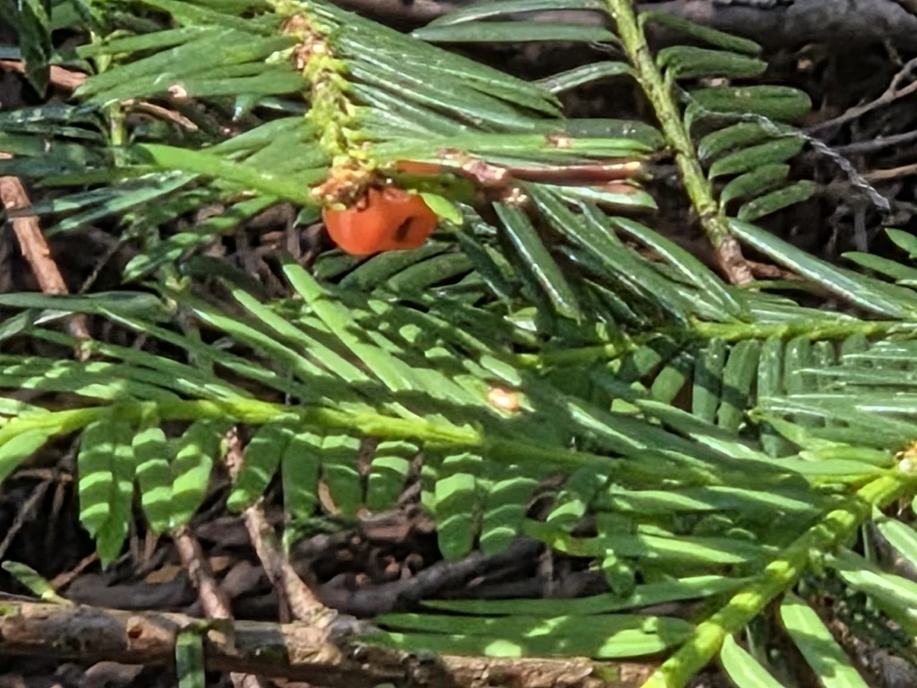 Taxus Brevifolia