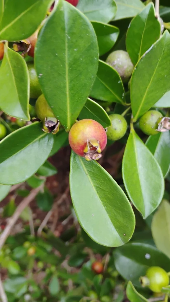 Psidium Cattleianum