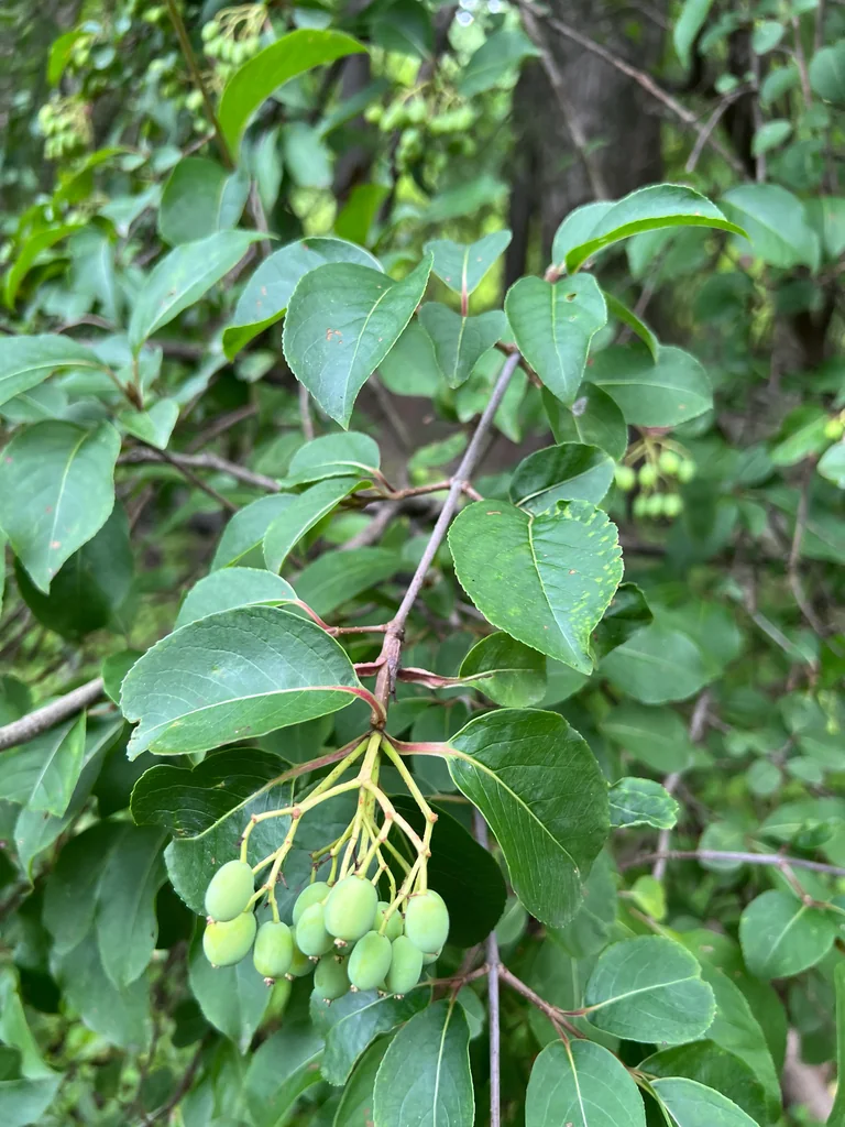 Viburnum Prunifolium