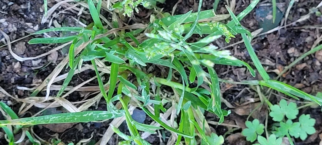 Poa Annua