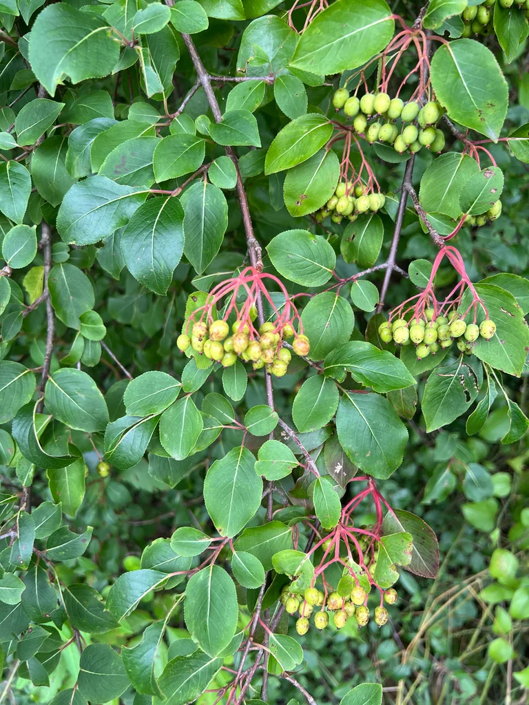 Viburnum Prunifolium