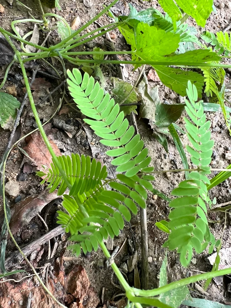 Albizia Julibrissin