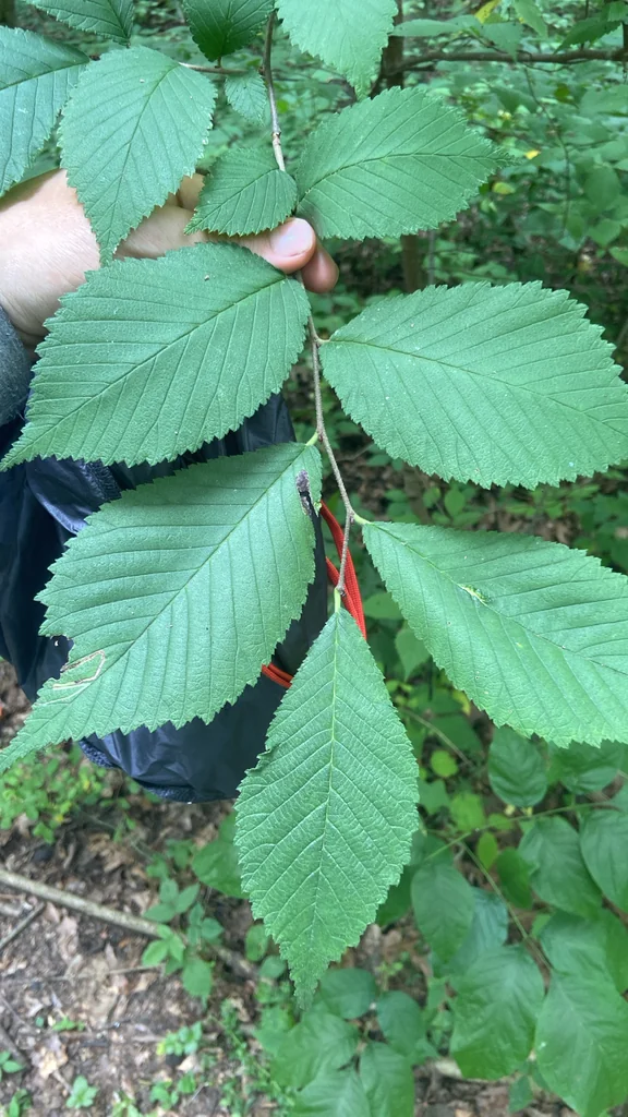 Ulmus Rubra