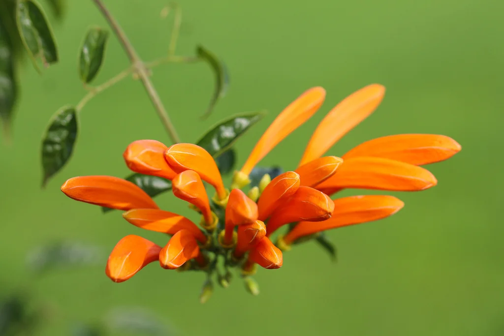 Pyrostegia Venusta