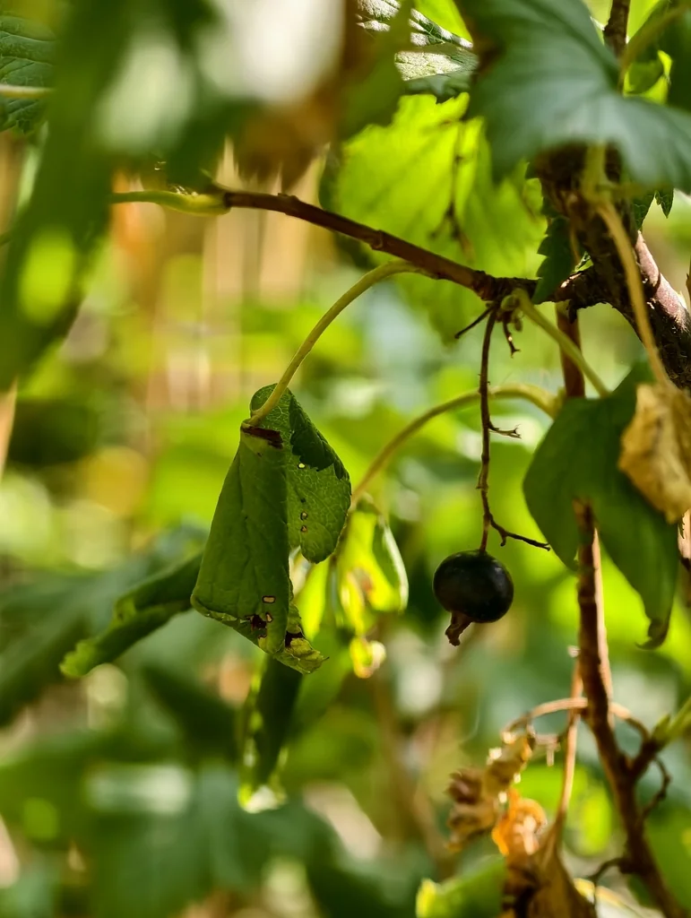 Ribes Nigrum