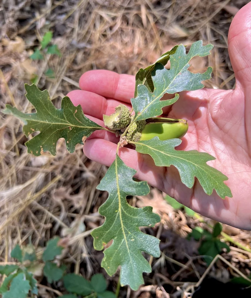 Quercus Lobata