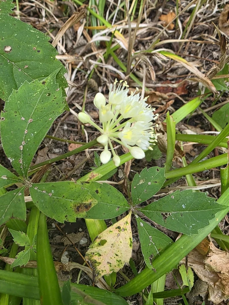 Allium Tricoccum