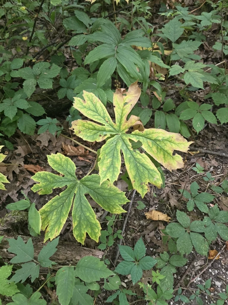 Podophyllum Peltatum
