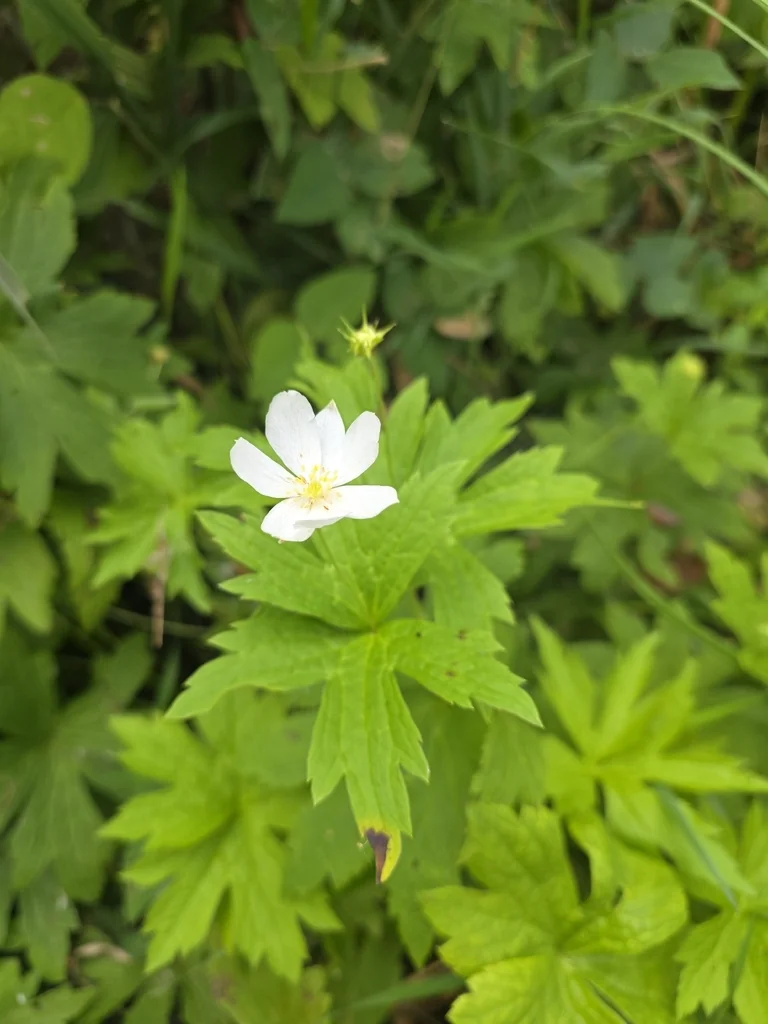 Anemone Canadensis