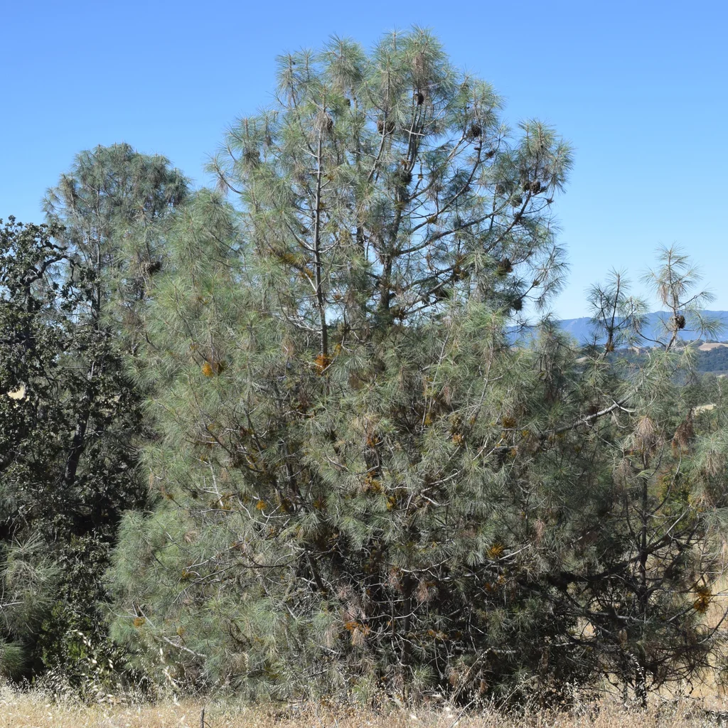 Pinus Sabiniana